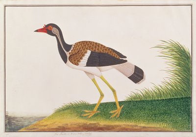 Red-wattled Lapwing, from Drawings of Birds from Malacca, c.1805-18 by Chinese School